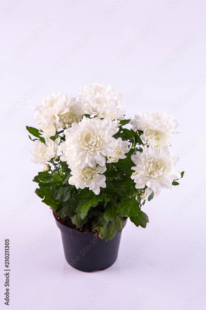 A white chrysanthemum in a pot A white chrysanthemum in a pot