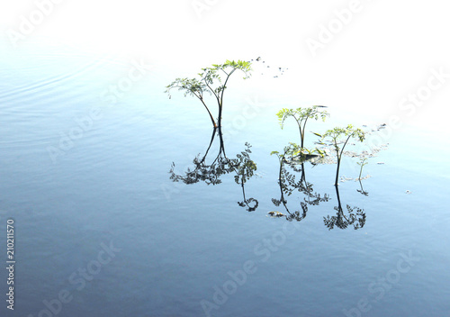 Art photography Of A Beautiful Nature. Nature  Flood  Rivers And Lakes Concept. Abstract Nature Background. Plant In The Lake. Water Surface.  