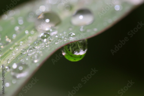 drops of water on green leaves