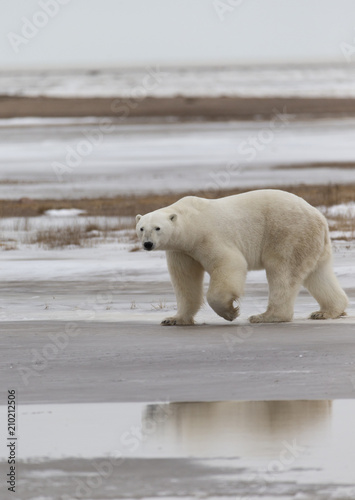 Polar Bear in Hudson Bay near the Nelson River