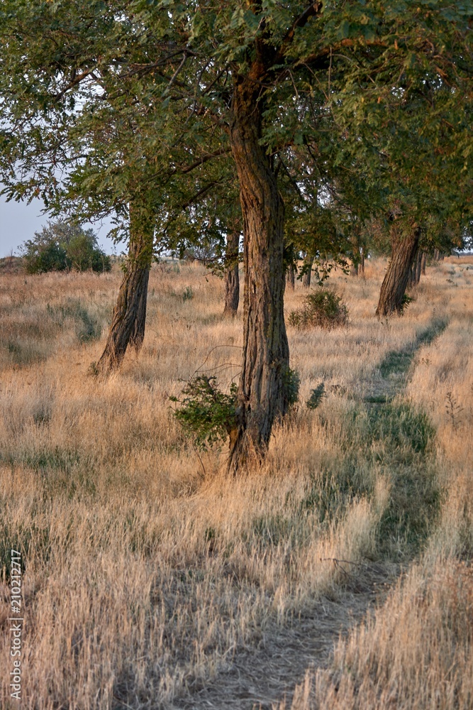 dry grass and trees dry grass and trees