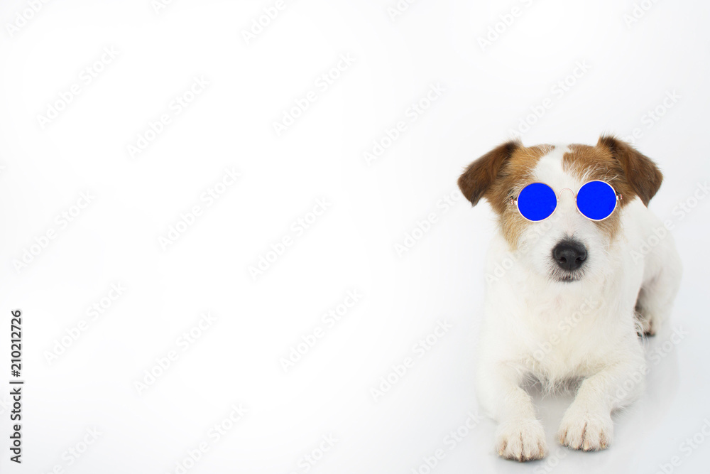 jack russell sunglasses