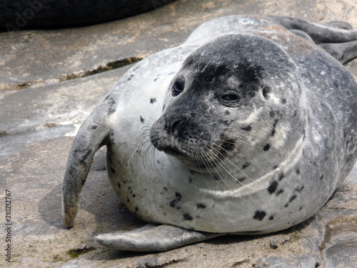 Portrait of a seal