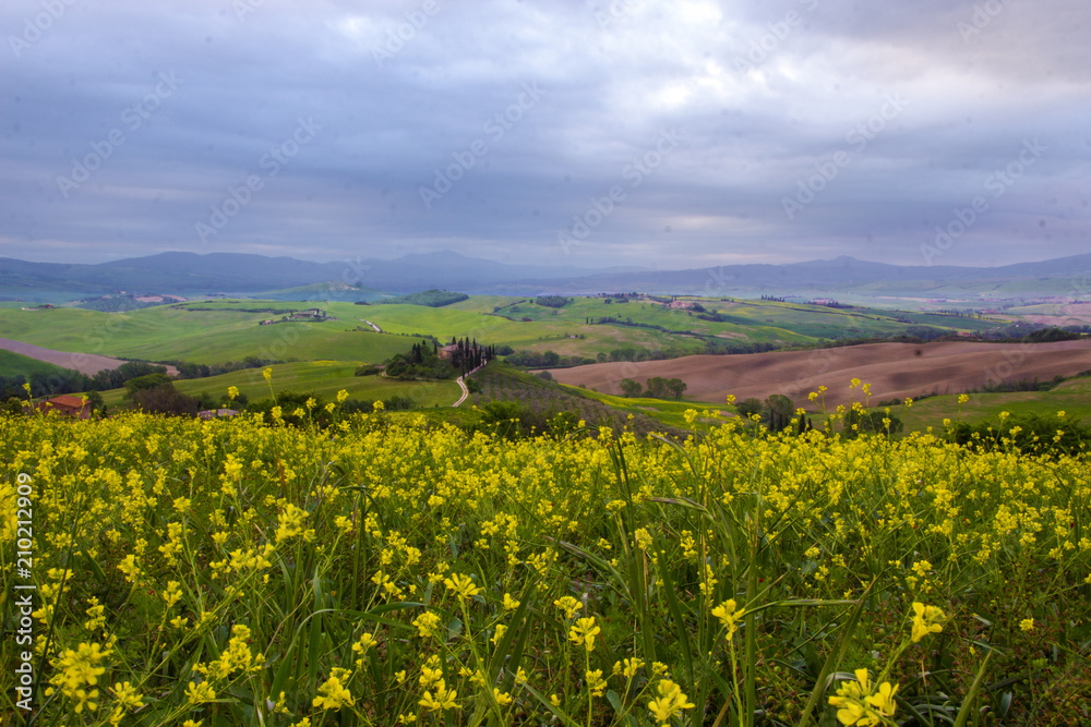 sunrise on fields and meadows in the hills of the Tuscan sunrise on fields and meadows in the hills of the Tuscan