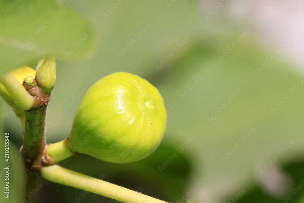 fruits on fig tree in a orchard