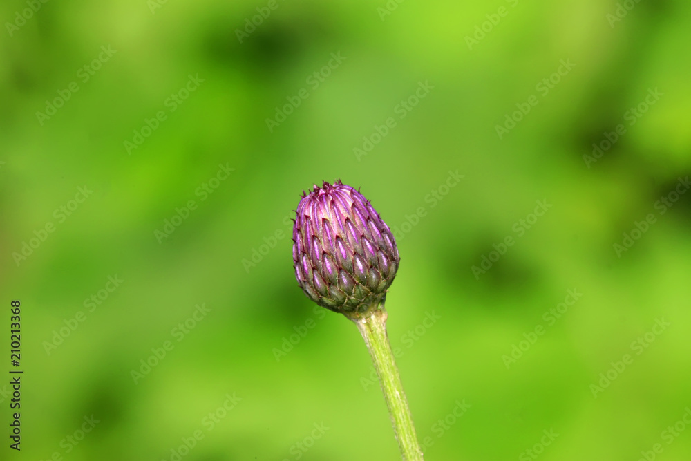 thistle, asteraceae plant leaves thistle, asteraceae plant leaves