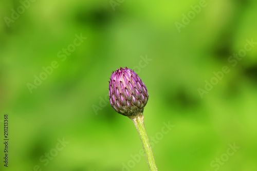 thistle, asteraceae plant leaves