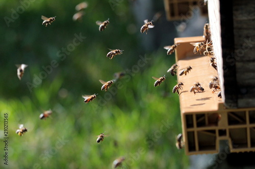 Abeilles photo