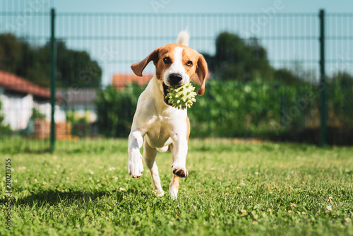 Fototapeta Naklejka Na Ścianę i Meble -  Beagle dog pet with a ball outdoors running with ball