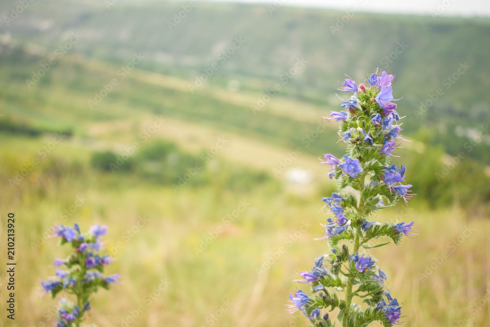 Obraz premium Blue flower in field