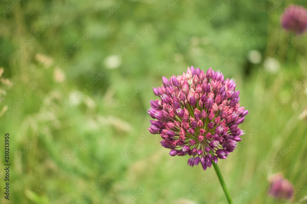 Purple flower on green background. Close-up. Purple flower on green background. Close-up.