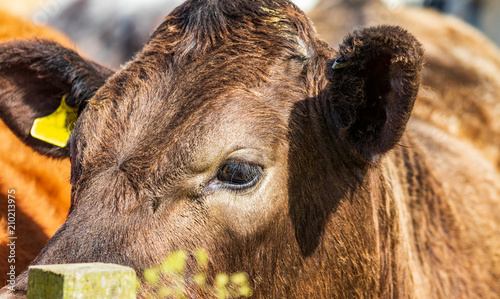 Kelty cow in a field photo
