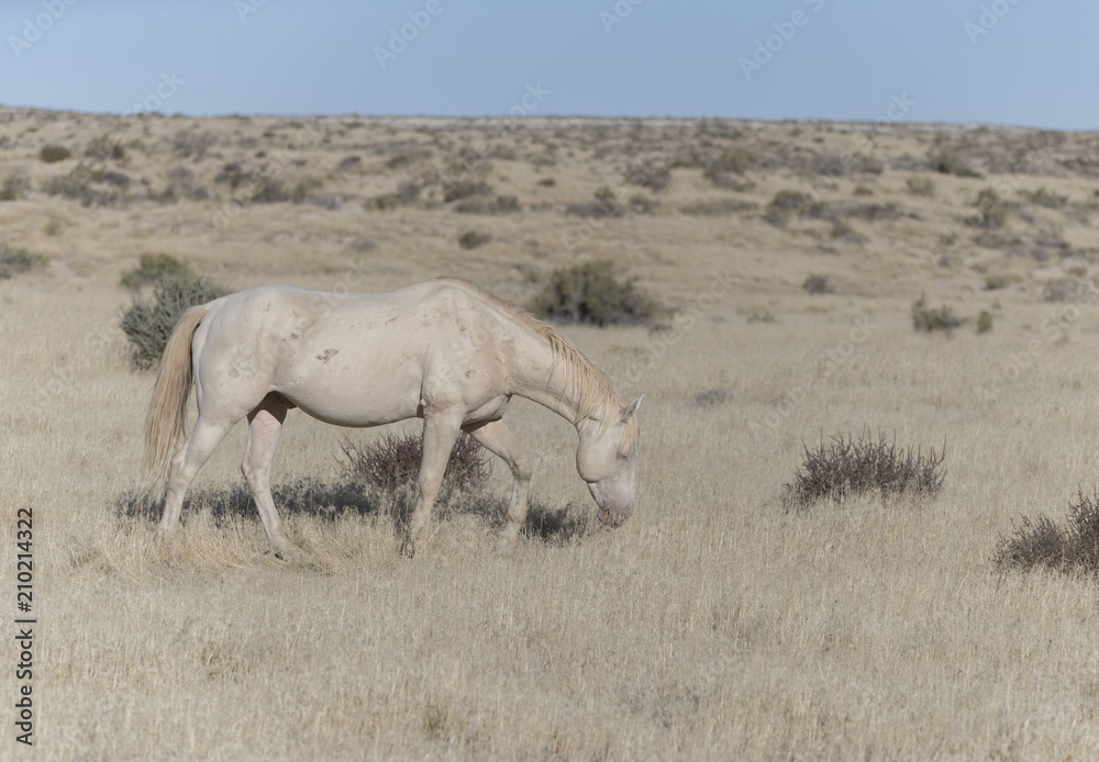 Onaqui Herd wild mustangs in the Great Desert Basin, Utah USA Onaqui Herd wild mustangs in the Great Desert Basin, Utah USA