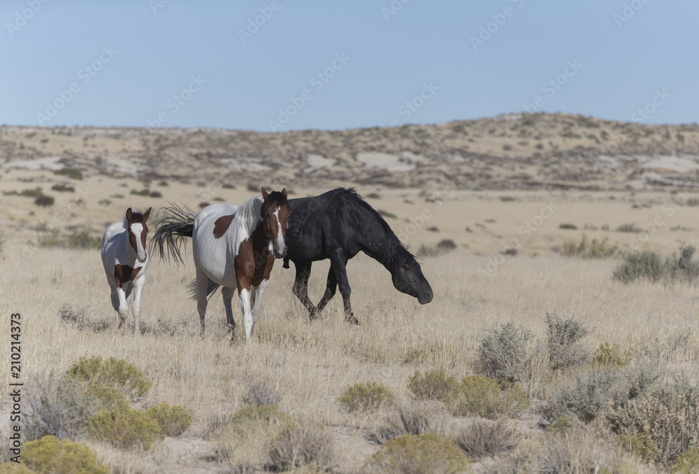 Onaqui Herd wild mustangs in the Great Desert Basin, Utah USA