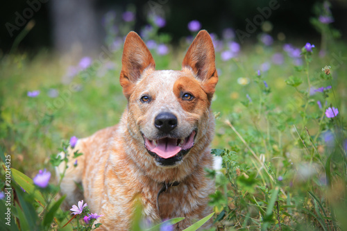 Portrait of Australian cattle