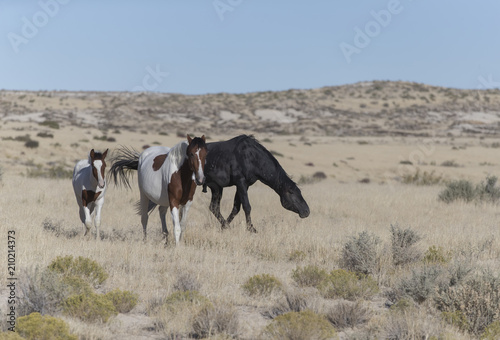 Obraz na płótnie Onaqui Herd wild mustangs in the Great Desert Basin, Utah USA w salonie