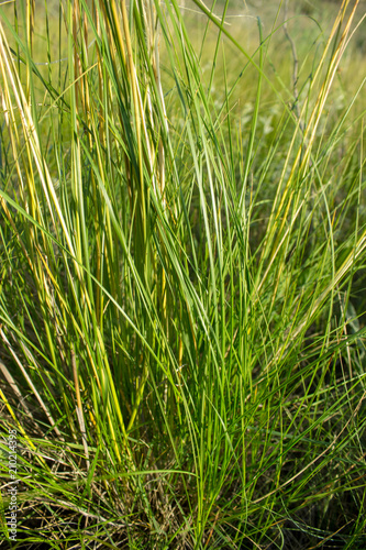 Feathery feather grass on the background of Russian steppe leaves