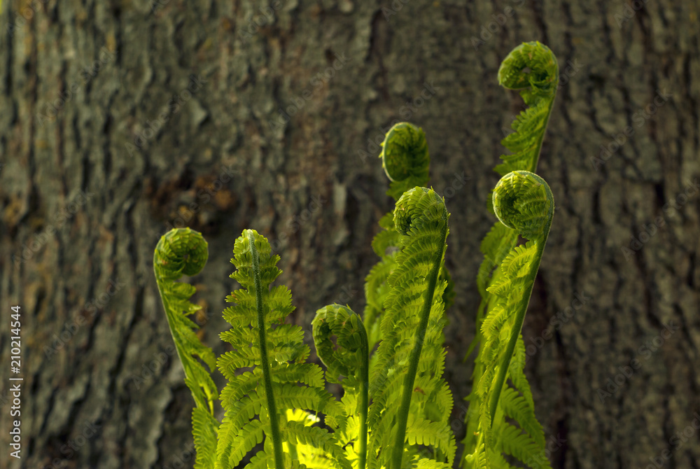 Bright branched spirals of leaves of fern sprouts seem to dance against the background of a fuzzy tree trunk Bright branched spirals of leaves of fern sprouts seem to dance against the background of a fuzzy tree trunk