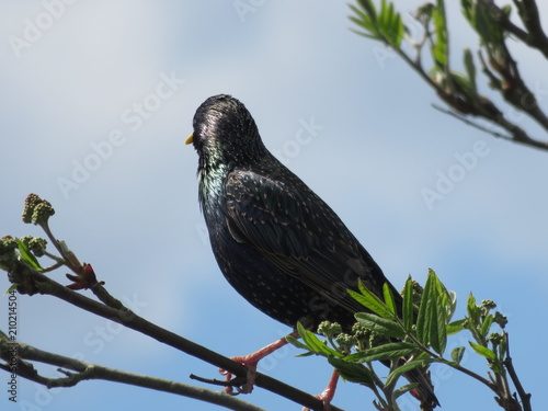 starling bird nature wildlife black wild feathers feather colourful