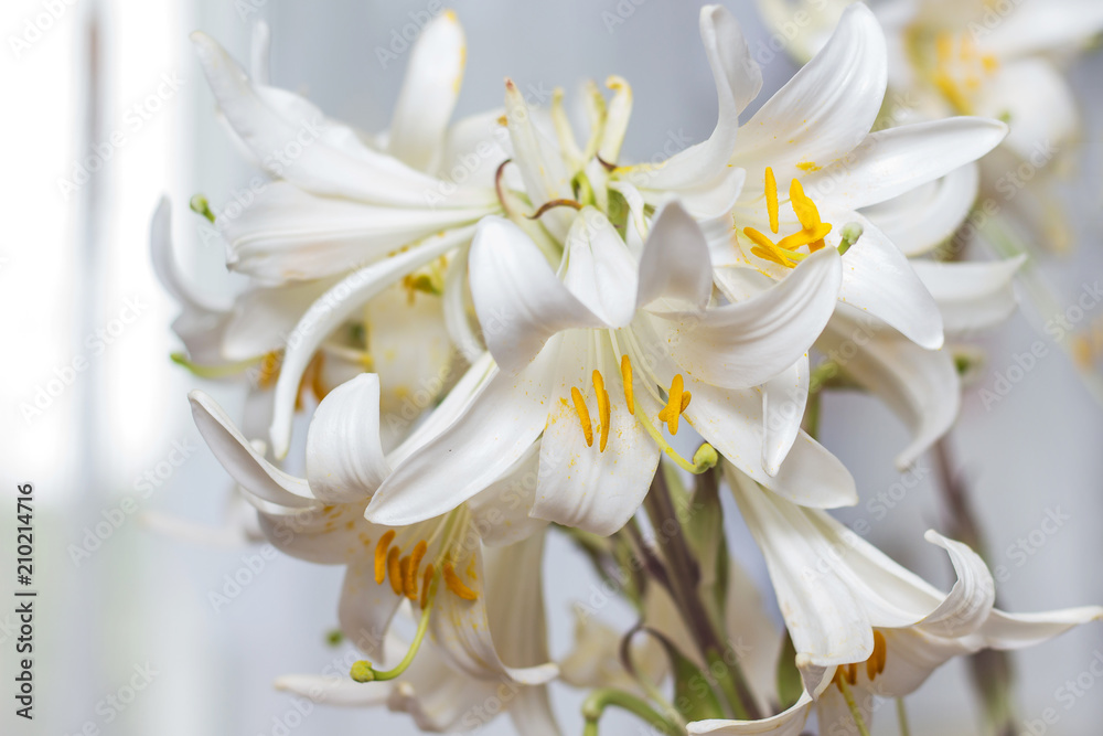 A bunch of white lilies decorate the room. White flowers as a gift to a woman. Growing and selling white lilies_