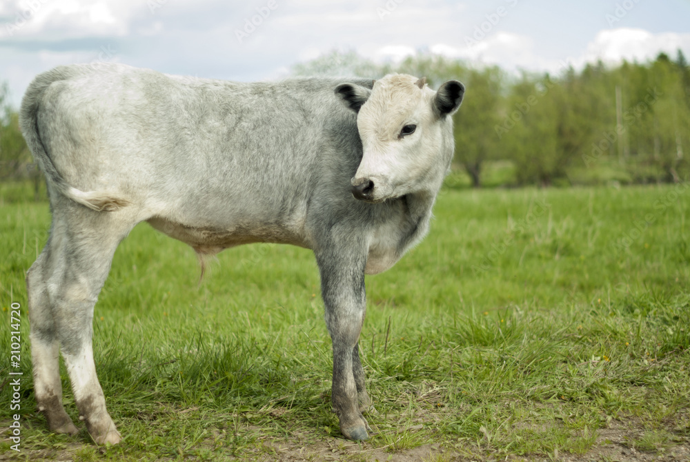 young light-gray steer in the meadow, soft light, easy blur young light-gray steer in the meadow, soft light, easy blur