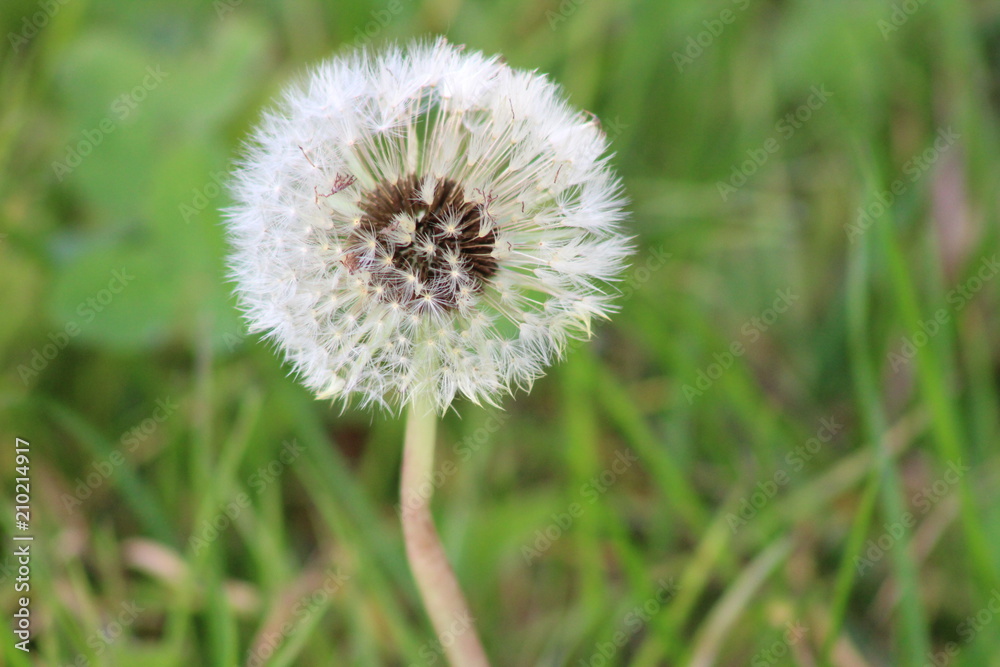 Fototapeta premium Dandelion clock seeds
