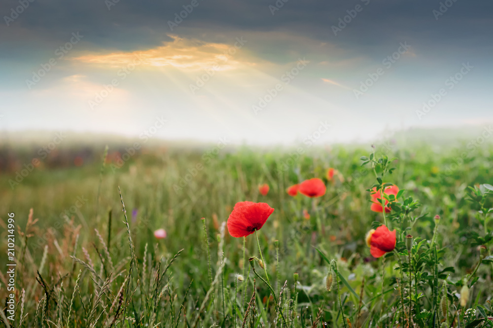 Red poppies in the field during the sunrise. The rays of the sun penetrate through the clouds above the field with poppies_