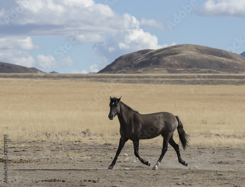 Onaqui Herd wild mustangs in the Great Desert Basin  Utah USA