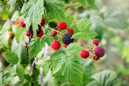 Branch of black raspberries during maturation. Raspberry - a great vitamin food for dessert_