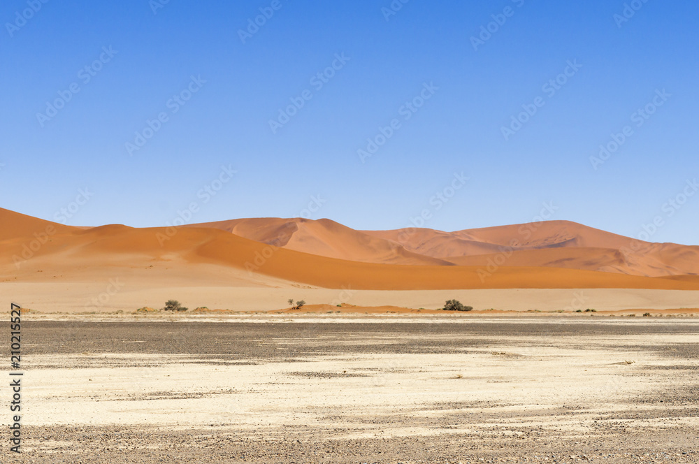 Fototapeta premium Dunes with acacia trees in the Namib desert / Dunes with acacia trees in the Namib desert, Namibia, Africa.
