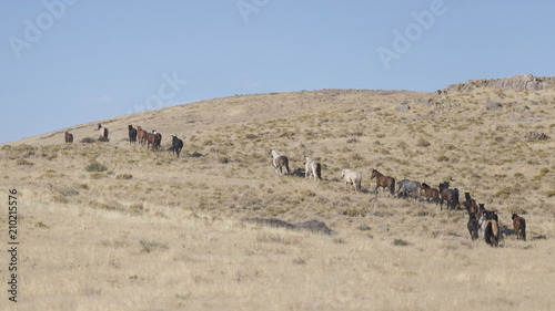 Onaqui Herd wild mustangs in the Great Desert Basin, Utah USA