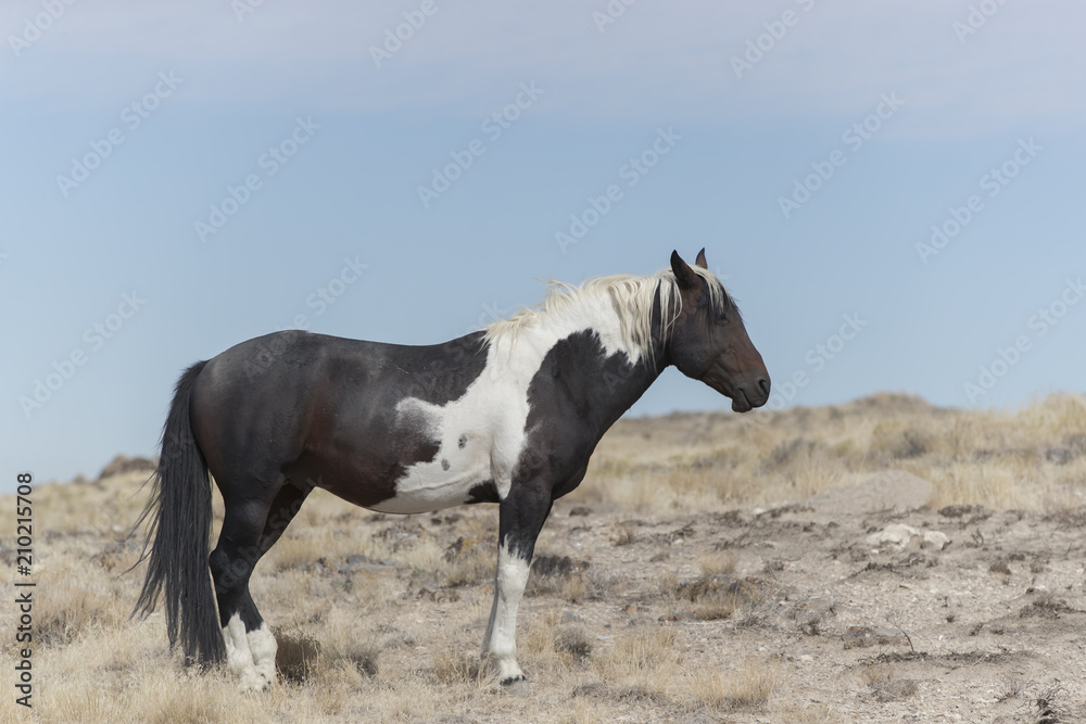 Onaqui Herd wild mustangs in the Great Desert Basin, Utah USA Onaqui Herd wild mustangs in the Great Desert Basin, Utah USA