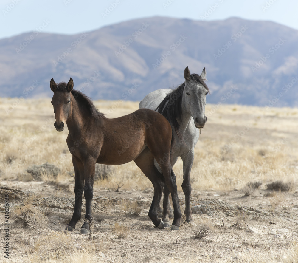 Onaqui Herd wild mustangs in the Great Desert Basin, Utah USA Onaqui Herd wild mustangs in the Great Desert Basin, Utah USA