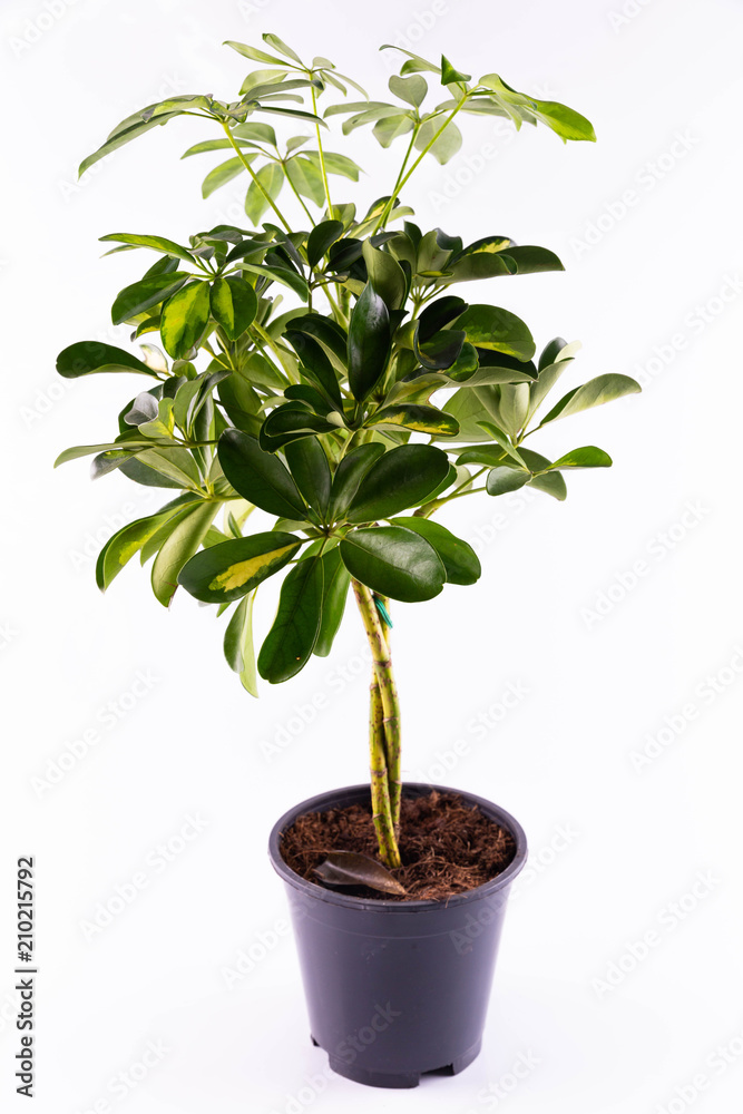 A houseplant of a sheffler in a pot A houseplant of a sheffler in a pot