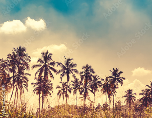 Fototapeta Naklejka Na Ścianę i Meble -  Palm trees plantation