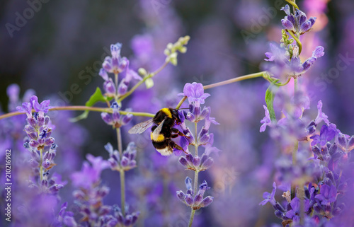 Fototapeta Naklejka Na Ścianę i Meble -  Bumble bee collecting nectar and pollen from purple lavender flowers.