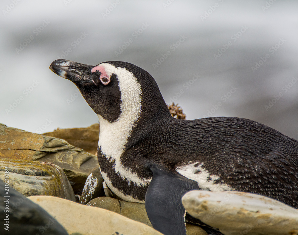 Fototapeta premium Robben Island Wild Penguin