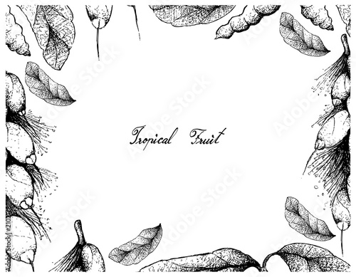 Hand Drawn Frame of Dasymaschalon Lomentaceum and Barringtonia Edulis Fruits photo