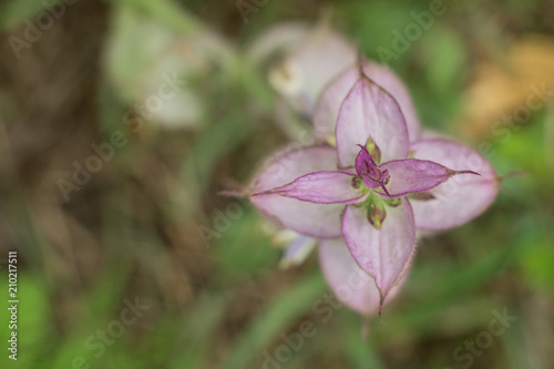 Inflorescence of clary sage. Salvia sclarea