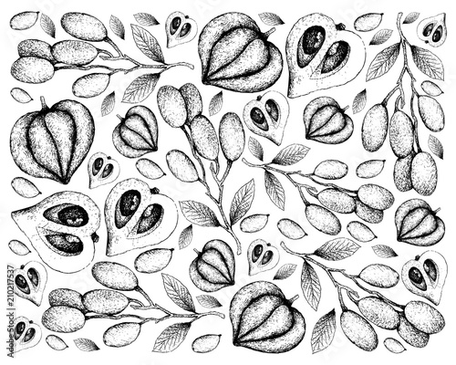 Hand Drawn Background of Elaeocarpus Hygrophilus and Canistel or Eggfruit photo