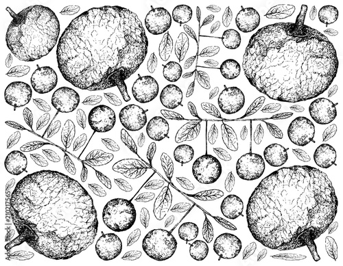 Hand Drawn Background of Feroniella Lucida and Diospyros Filipendula Fruits photo