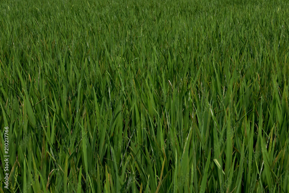 rice field