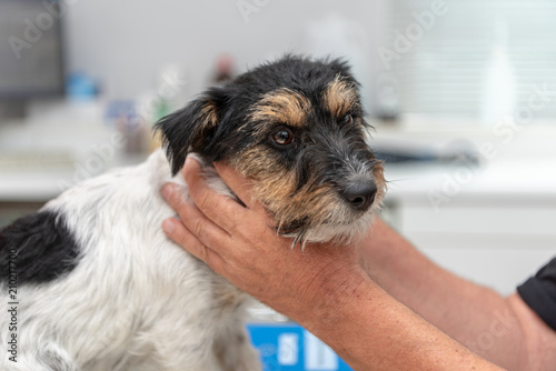 Fototapeta Naklejka Na Ścianę i Meble -  Vet examines a dog - Jack Russell Terrier