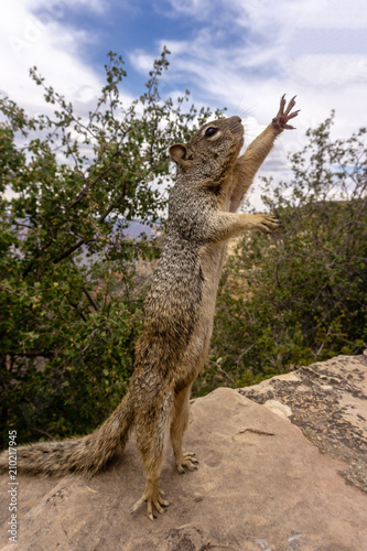 Hungry squirrel reaching out for food photo