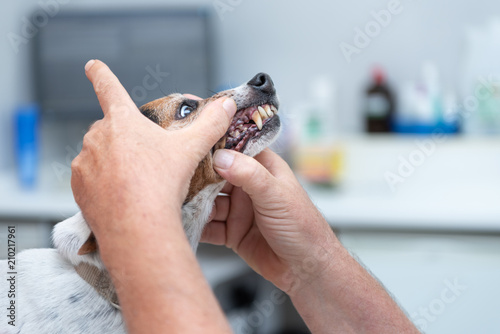 Fototapeta Naklejka Na Ścianę i Meble -  Vet examines a dog - Jack Russell Terrier