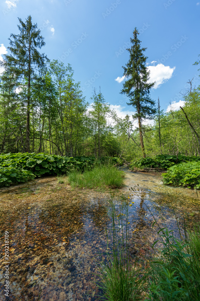 Kleiner Bach am Almsee