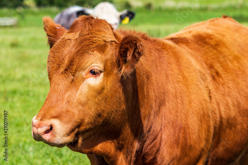 Markinch cow in a field