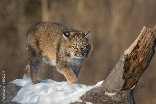 Bobcat (Lynx rufus) Stalks Across Snowy Log