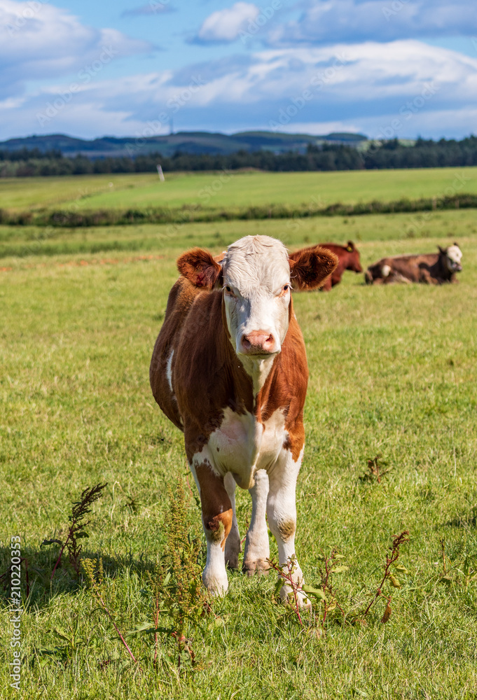 Markinch cow in a field Markinch cow in a field