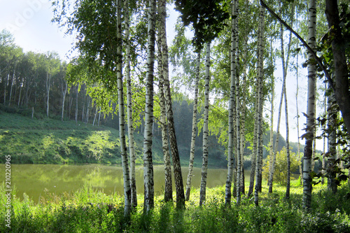 Young birch trees on the shore of a forest lake on a clear summer day.